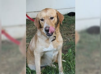 Joy, liebevolle Labrador Mischlingshündin