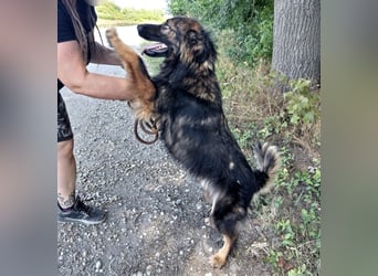 Kairo ein liebevoller freundlicher Bub