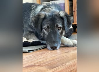 ♥ALITA♥ Pflegestelle dringend gesucht - wunderschöne, aufgeschlossene Herdenschutz-Mix-Hündin 59 cm