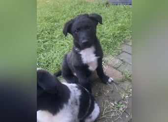 Süße Border Collie -Mudi mix Welpen