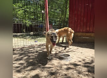 WOTAN , 1 1/3 jähriger Bub, mittelgroß, fröhlich, aufgeschlossen Junghund typisch verspielt