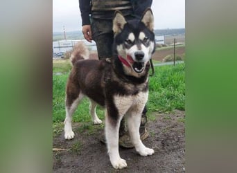 Luna, Husky Mischling