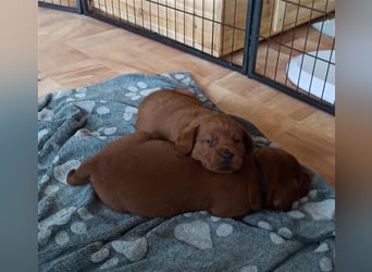 Labrador Retriever Welpen Foxred und Dark Foxred