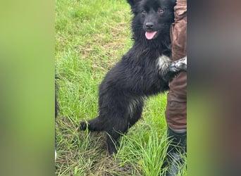 Zoya, geboren 25.09.2024, 40cm sucht ihr Zuhause