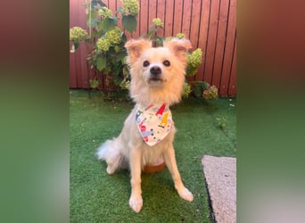 Rudi SR – Süßer Spitz-Junghund sucht seine Menschen