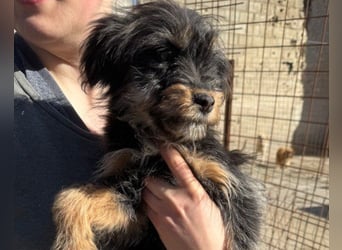 Yorki-Mix ♥Miruna♥ möchte so gerne ihre Familie finden