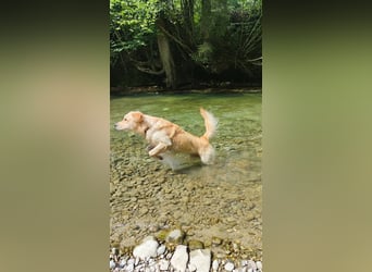 Golden Retriever Deckrüde