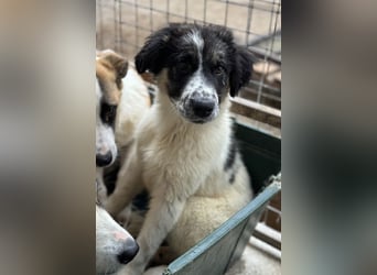 Floria, geb. ca. 01/2025, lebt in GRIECHENLAND, im städt. Tierheim Serres