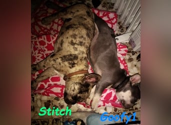 Goofy1 geb. 10/2023 (ESP) - anhängliche und freundliche Französische Bulldogge!