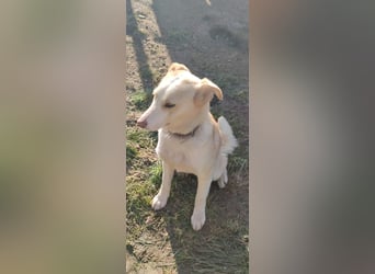 Hilde - wartet in der Eifel