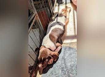 Süße Cookie sucht eine Familie