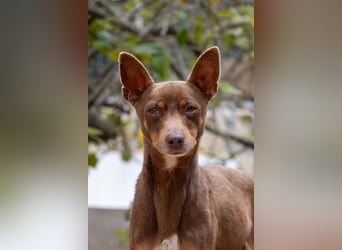 Manolito ist Liebenswürdigkeit in Hundegestalt