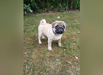 Mops welpen ab sofort Abgabe bereit.