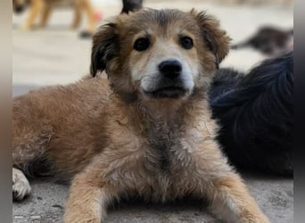 Fiete ❤️ verschmuster, offener Hundejunge