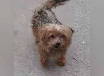 ROCKY-SCHEIDUNGSHUND