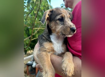 Patrik, geboren 10.04.2025, 24cm sucht seine Chance