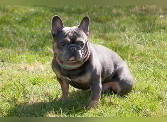 French Hugo - selbstbewusster Bulli - Tierhilfe Franken e.V.