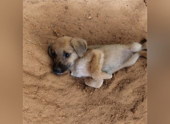 Mimi - Kokoni mix sucht ihr Glück