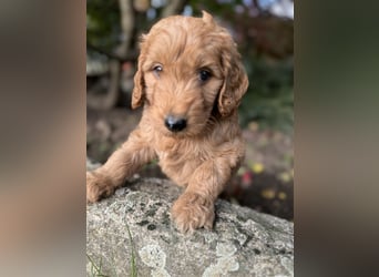 GoldenDoodle Welpen 