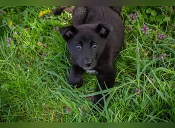 Trine: Hundekind sucht ein Zuhause