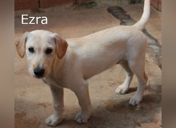 6 Hundebabys suchen ihr Glück