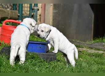 Shar-Pei x Labrador Mix Welpen stellen sich vor......