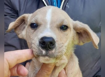 Husky-Mix ♥ Lois ♥ schmusiges Powerpaket