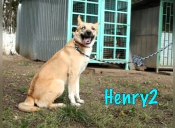 Henry2 06/2020 (RUS) - cleverer und verspielter Husky-Mix sucht sportliche Menschen!