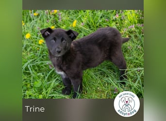 Trine: Hundekind sucht ein Zuhause