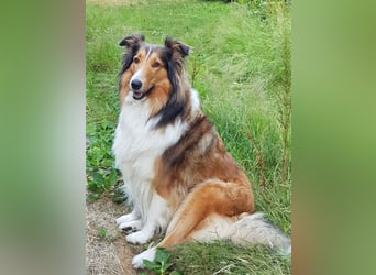 Familienfreundliche amerikanische Collies