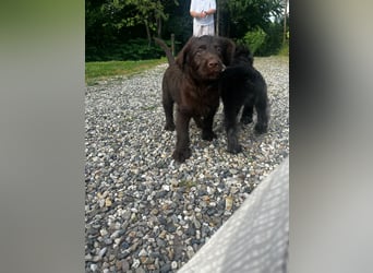 Labradoodle Welpen