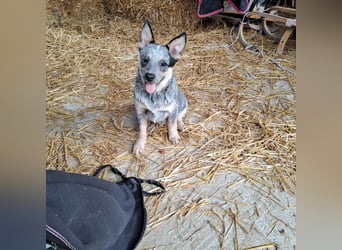 Australian cattle dog hundin