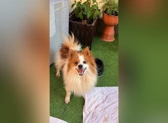 Peppino SR – kleiner Charmeur sucht großes Glück