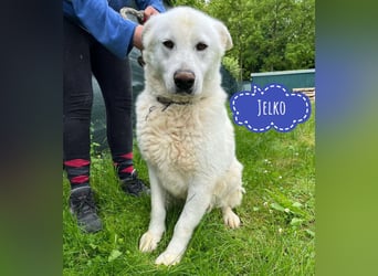 Jelko ein toller Kerl