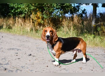 Der zauberhafte Vasko, ein reinrassige Basset Artesien Normand sucht ein neues Zuhause. Eine seltene