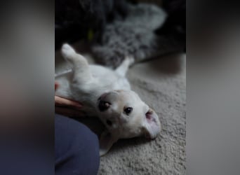Wunderschöne Labrador-Mix Welpen