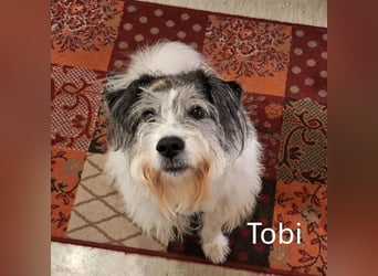 Tobi, geb. 2018, Wuschelhund sucht liebevolles Zuhause