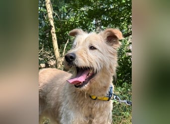 Messi, ein Hund mit viel Potential und einfach nur lieb