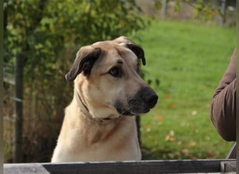 Balu, unsicherer Kangal-Mix