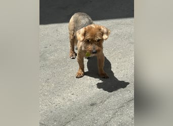 Tintin, kleiner Sonnenschein im Seniorenpelz