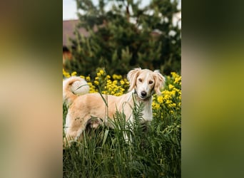 Anmutiger Richard sucht seine Familie