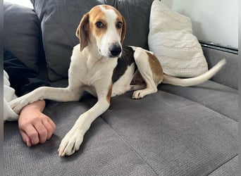 Verschmuster Familienhund Lona, zu besuchen in Bad Nauheim