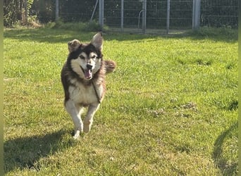 Clara, Mischling, geb. 2015, fitte Seniorin sucht 1. Zuhause