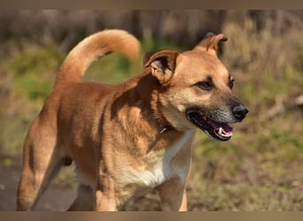 Borko S272 sucht ein ruhiges Zuhause