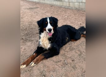 Isis - wunderbares Berner Sennenhund Mädel sucht gutes Zuhause