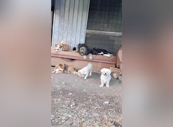 Kleiner Senior Tristan sucht sein Zuhause
