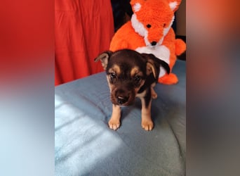 Dorothy ist lieb, sanftmutig und verspielt !