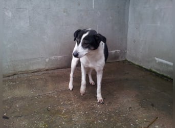  MILA ist mit Abstand das ärmste Hundemädchen, das wir kennengelernt haben