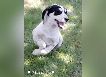 Marla, Scippy und Kea auf der Suche nach ihrer Familie