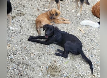 CHERIE - Zuckersüßes Mädchen sucht ihre Menschen